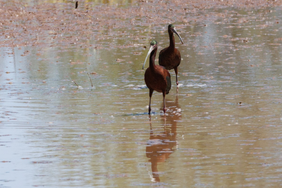 Ibis à face blanche - ML622767237