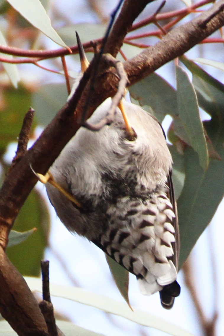 Varied Sittella (Black-capped) - ML622767251