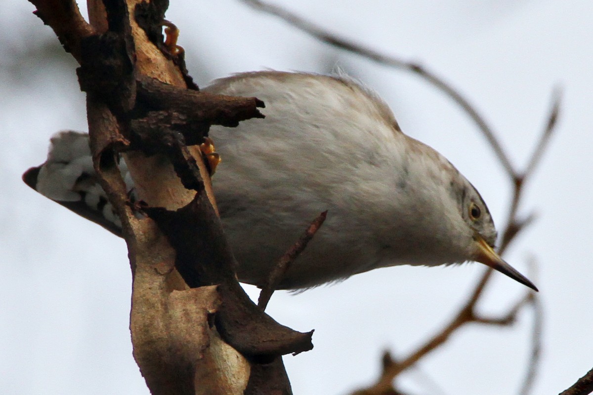 Varied Sittella (Black-capped) - Gypsy Stockley