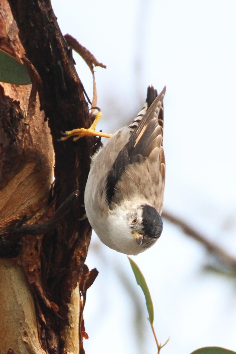 Varied Sittella (Black-capped) - ML622767253