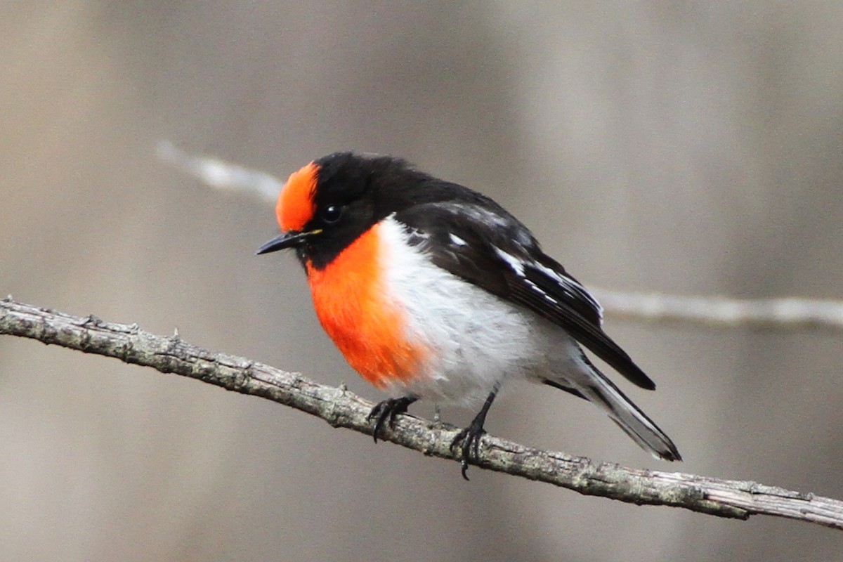 Red-capped Robin - ML622767256