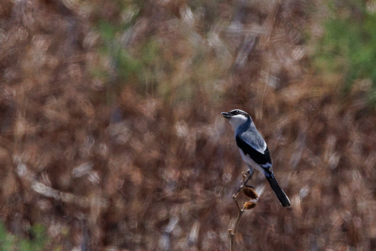 Loggerhead Shrike - ML622767267