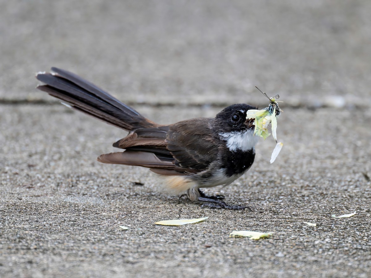 Malaysian Pied-Fantail - ML622767271
