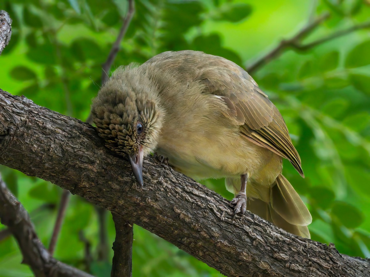 Streak-eared Bulbul - ML622767280