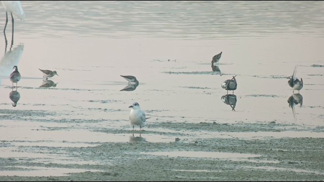 Gull-billed Tern - ML622767281