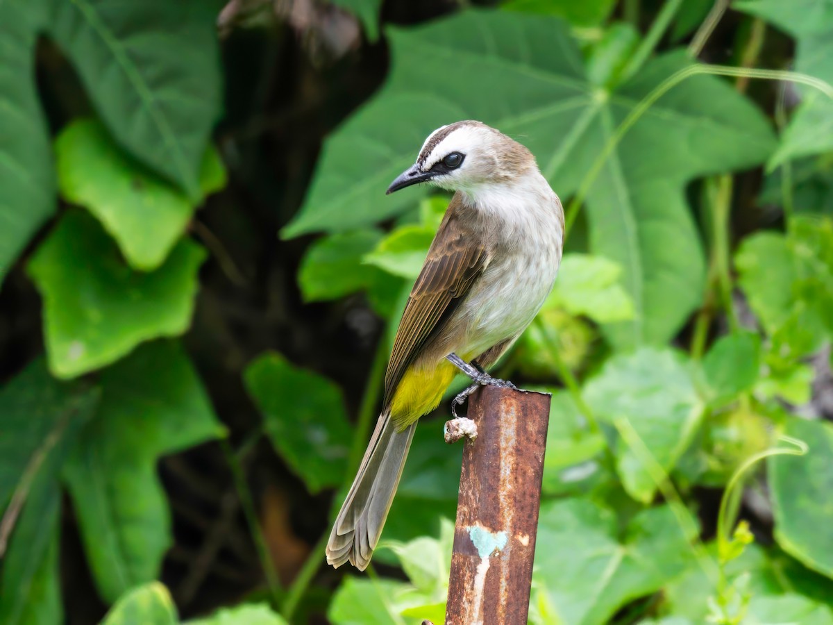 Yellow-vented Bulbul - ML622767283