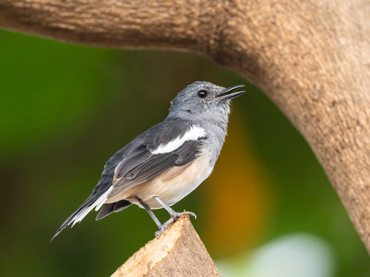 Oriental Magpie-Robin - ML622767290