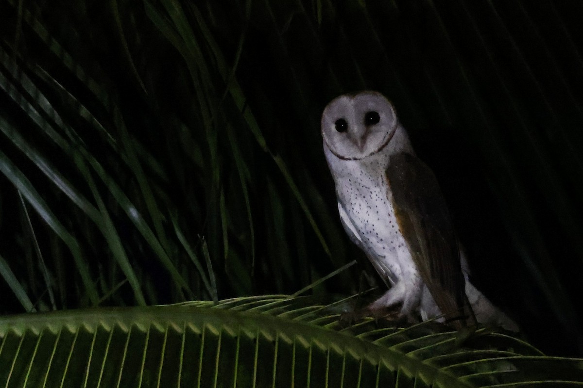 Barn Owl - S S Suresh