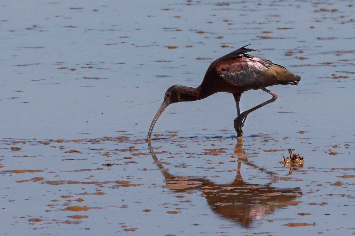 Ibis à face blanche - ML622767342