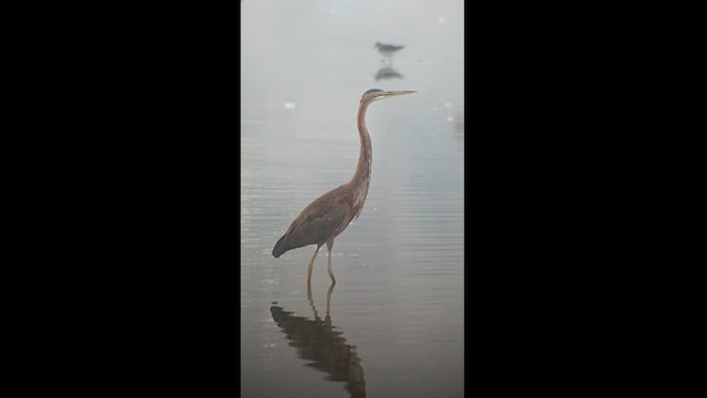 Purple Heron - ML622767356