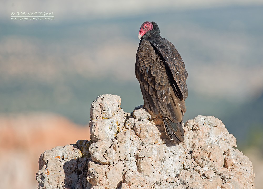 kondor krocanovitý (ssp. aura/septentrionalis) - ML622767357