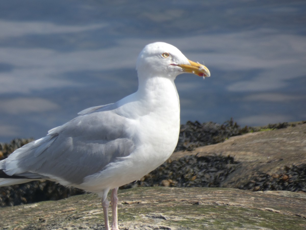 gråmåke (smithsonianus) (amerikagråmåke) - ML622767390