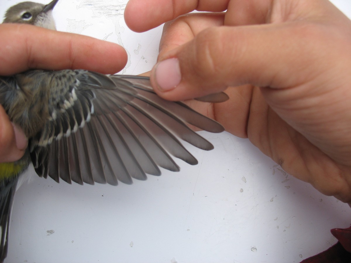 Yellow-rumped Warbler - ML622767406