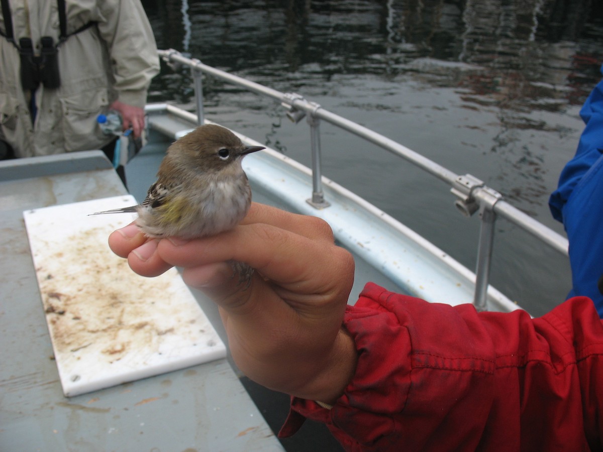 Yellow-rumped Warbler - ML622767407