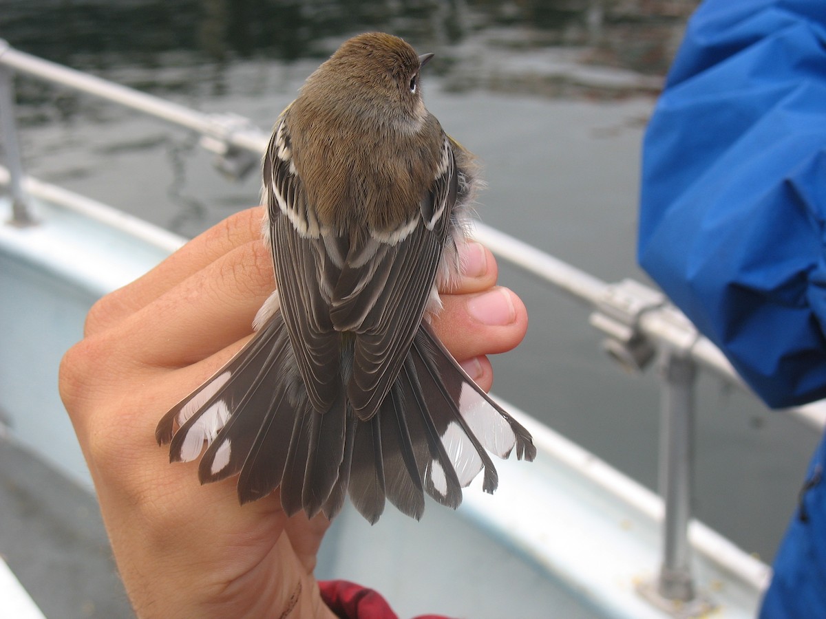 Yellow-rumped Warbler - ML622767408