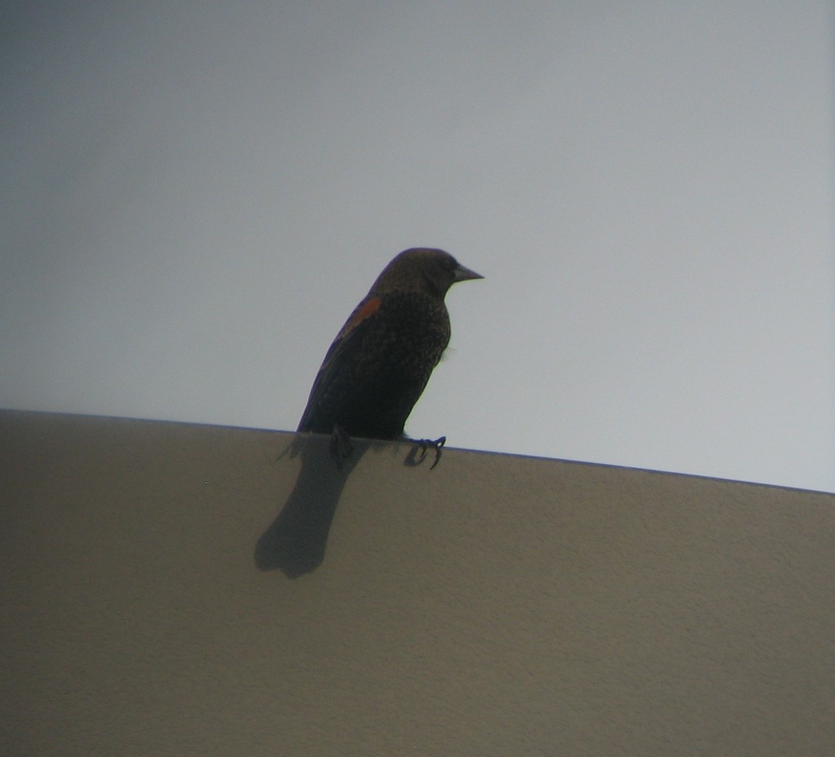 Red-winged Blackbird - ML622767412