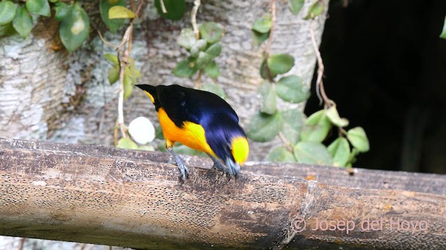 Thick-billed Euphonia (Black-tailed) - ML622767417
