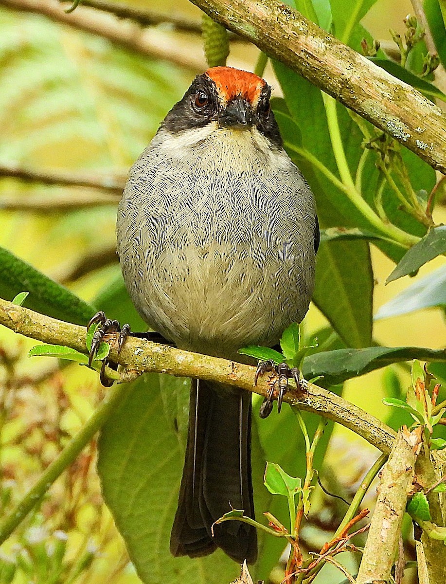 Antioquia Brushfinch - ML622767442