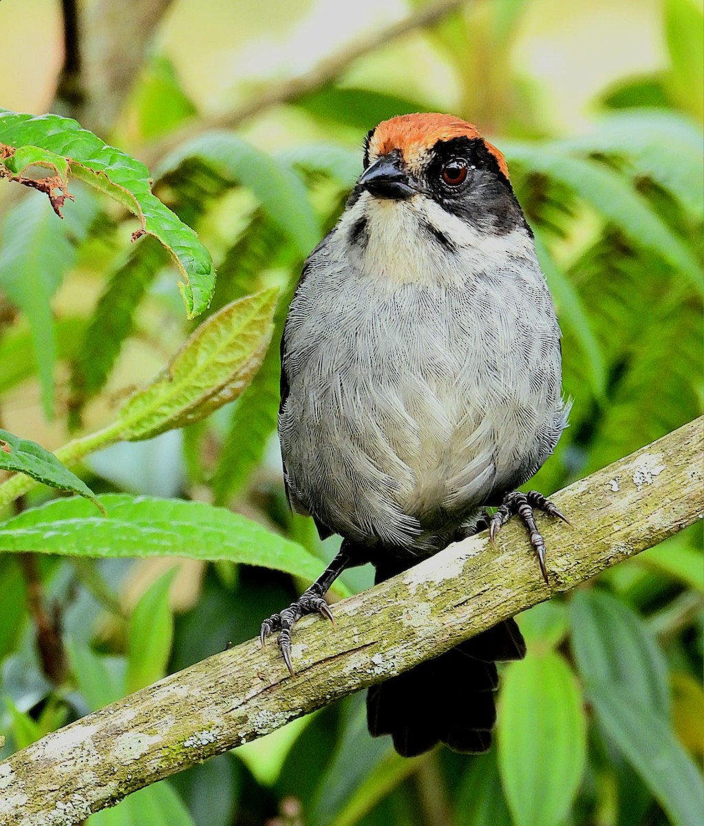 Antioquia Brushfinch - ML622767444