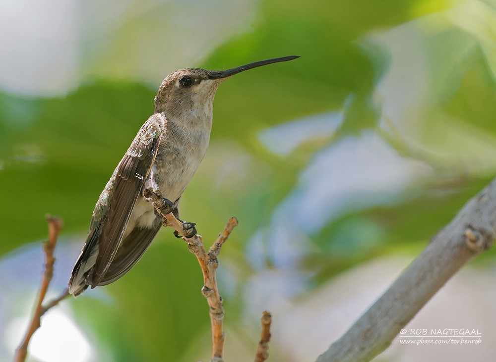 Black-chinned Hummingbird - ML622767463