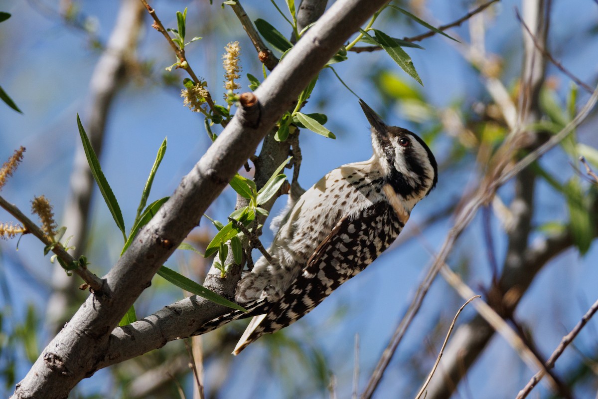 Ladder-backed Woodpecker - ML622767467