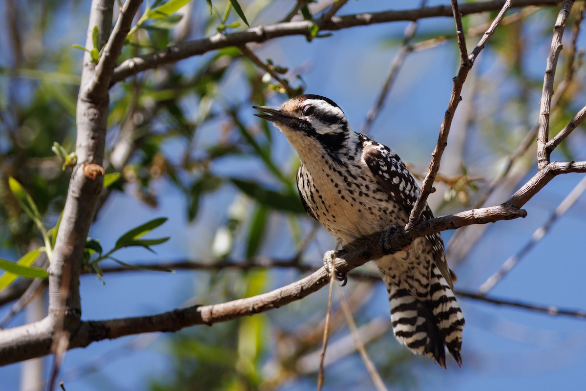 Ladder-backed Woodpecker - André Turcot