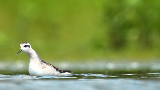 Red-necked Phalarope - ML622767471
