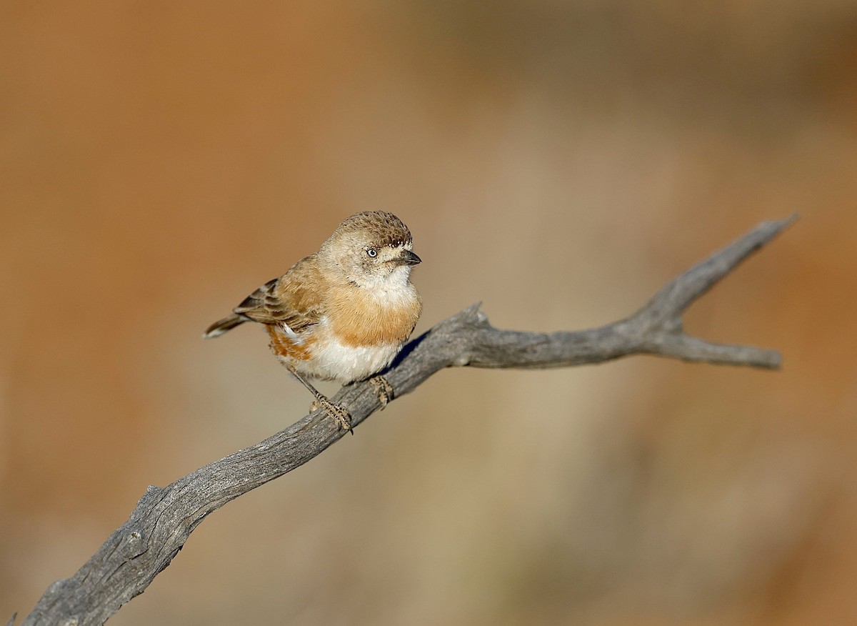 Chestnut-breasted Whiteface - ML622767478