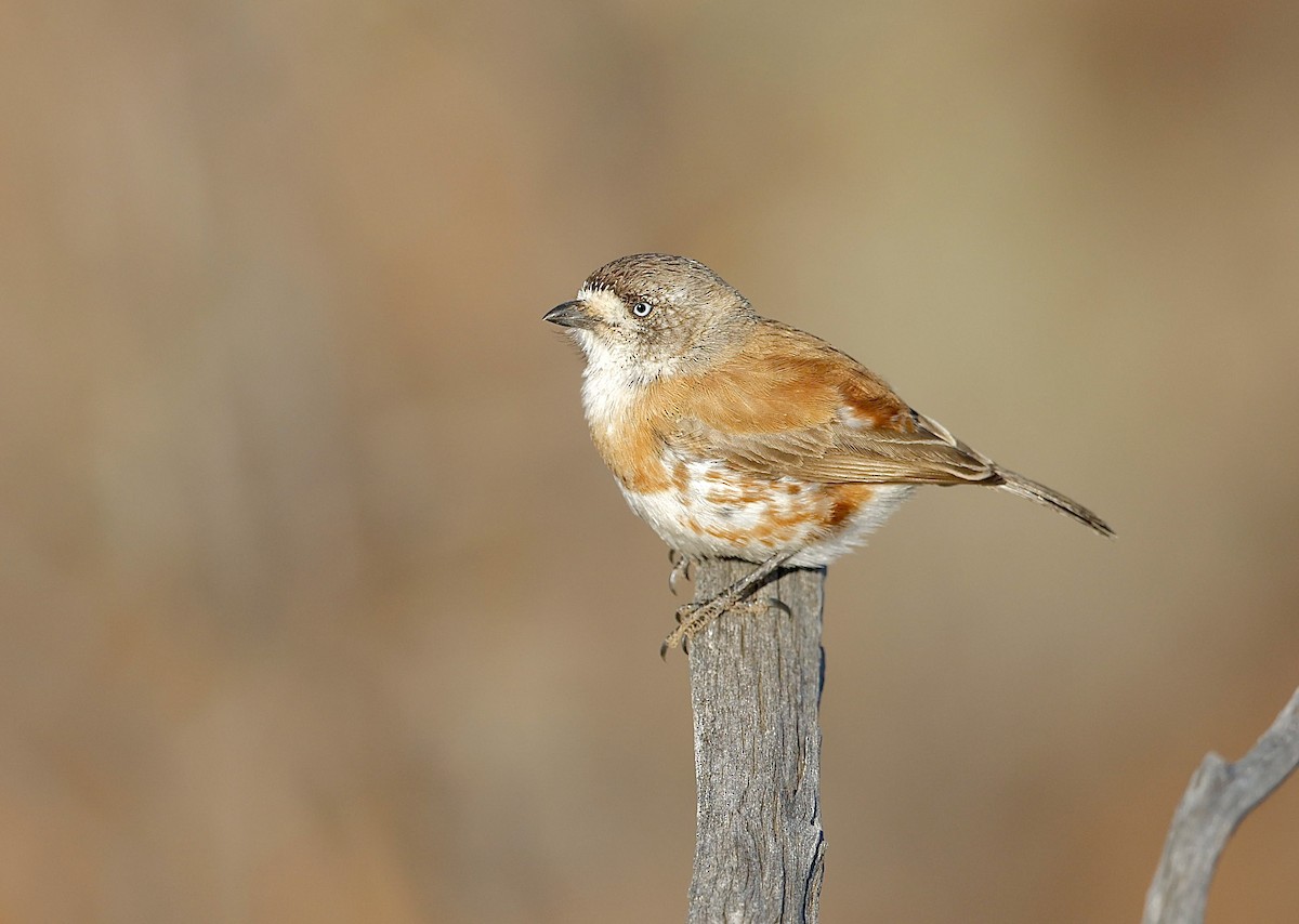 Chestnut-breasted Whiteface - ML622767480