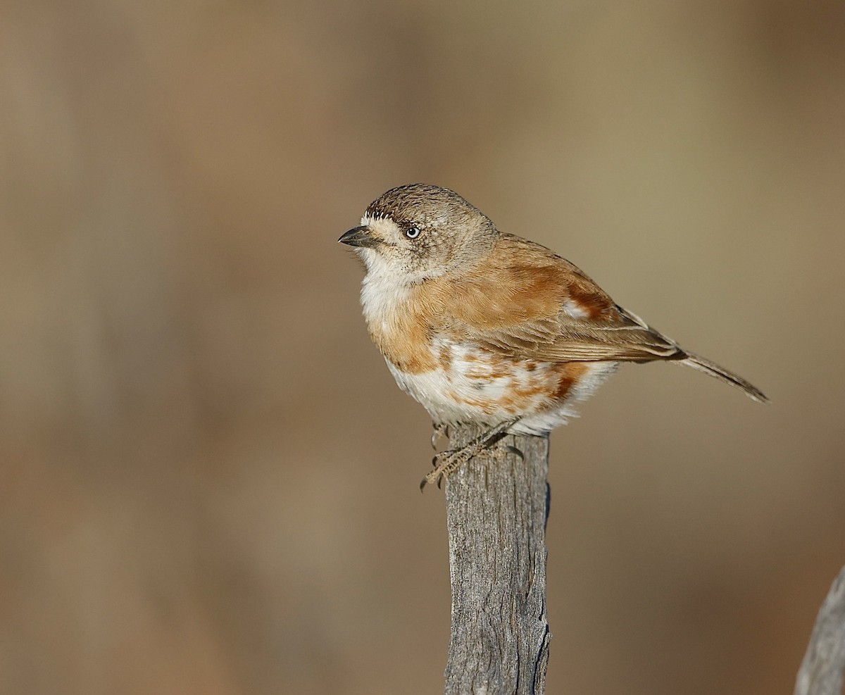 Chestnut-breasted Whiteface - ML622767481