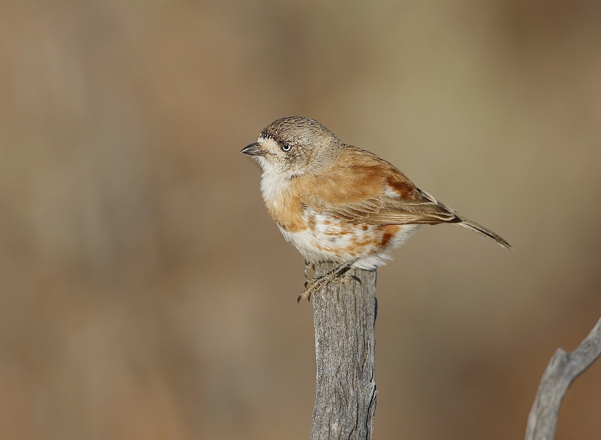 Chestnut-breasted Whiteface - ML622767482