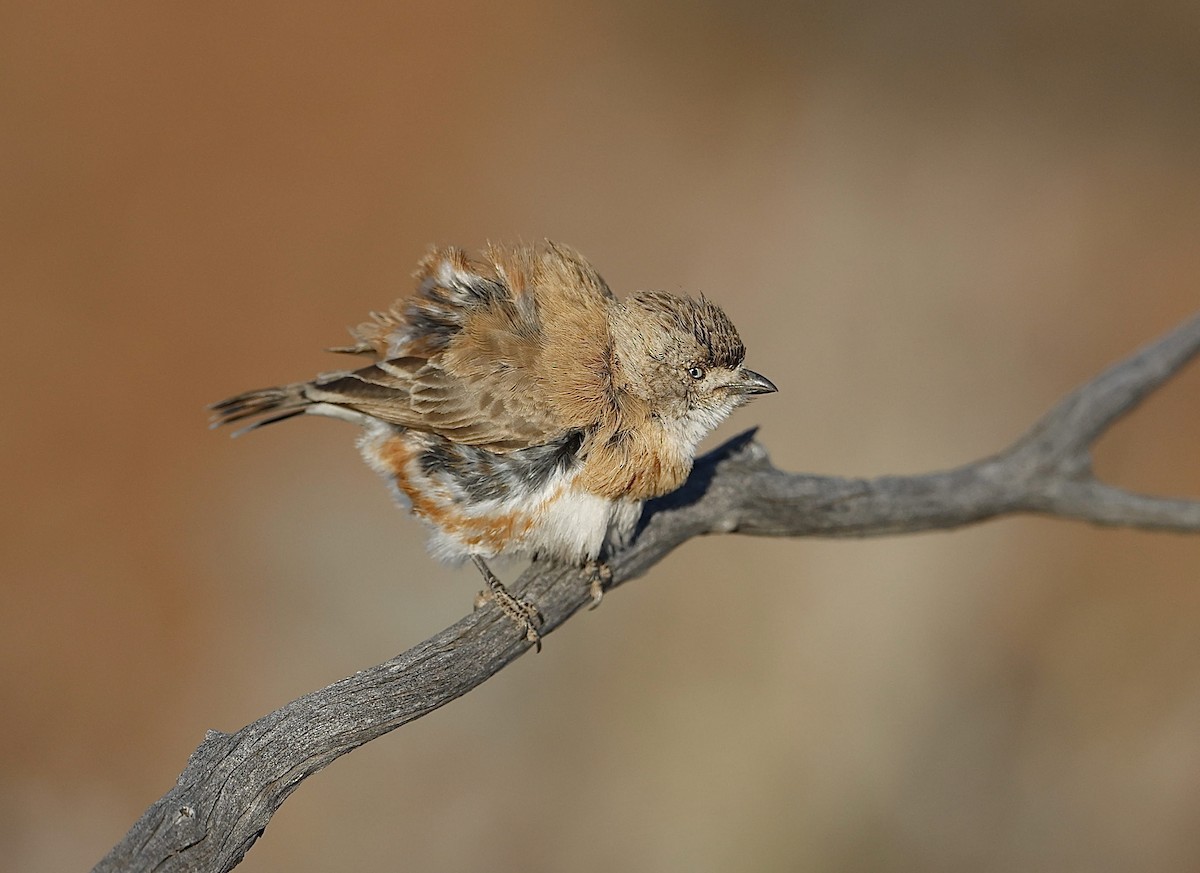 Chestnut-breasted Whiteface - ML622767483