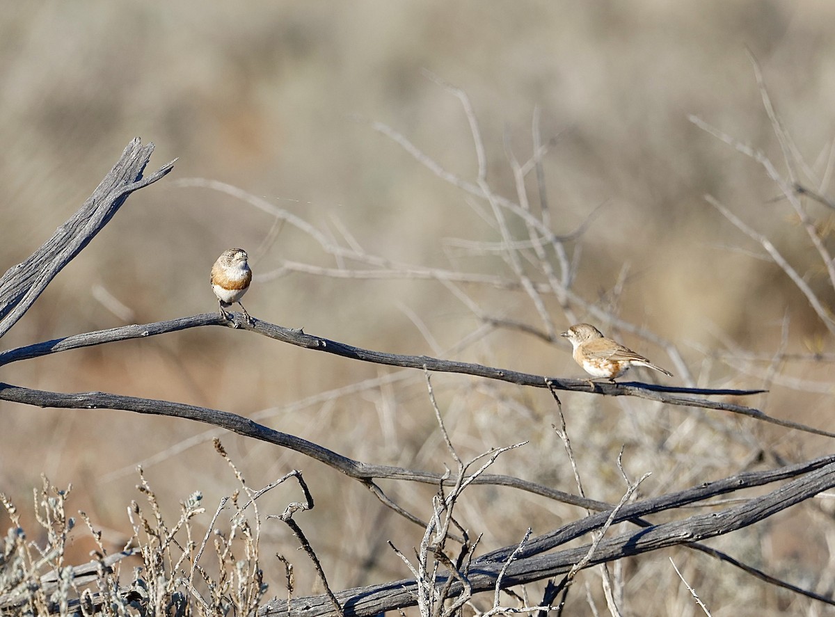 Chestnut-breasted Whiteface - ML622767485