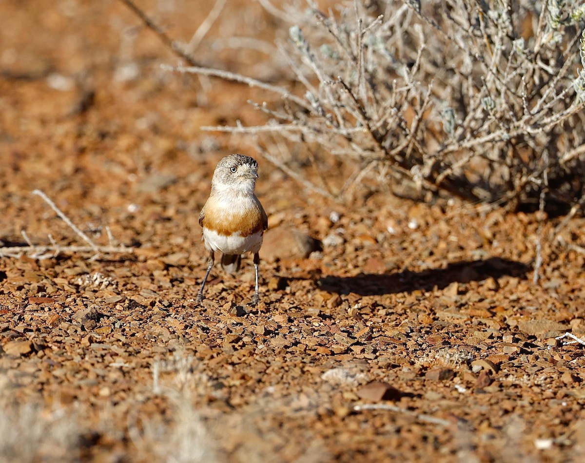 Chestnut-breasted Whiteface - ML622767486
