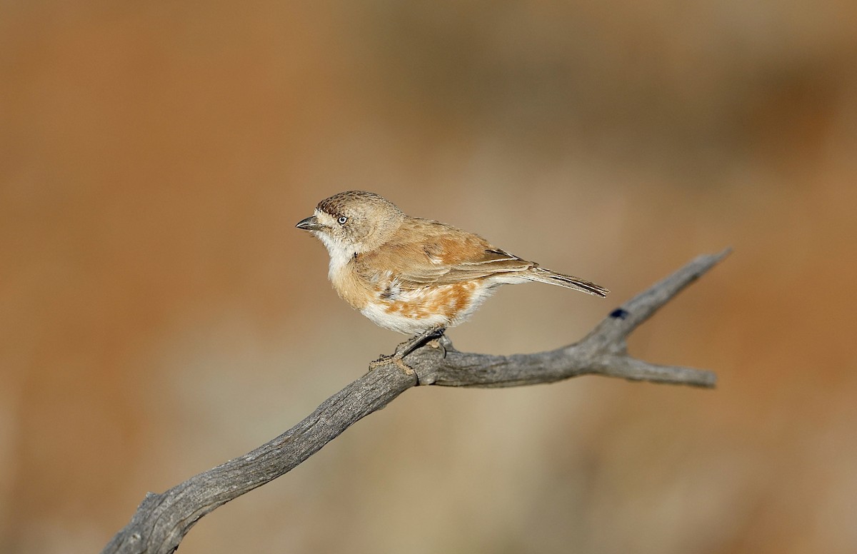Chestnut-breasted Whiteface - ML622767487
