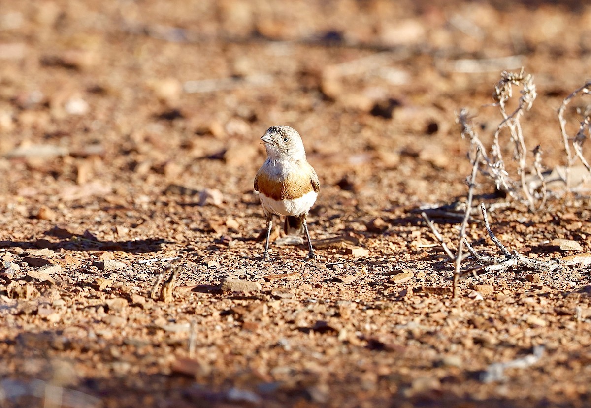 Chestnut-breasted Whiteface - ML622767488