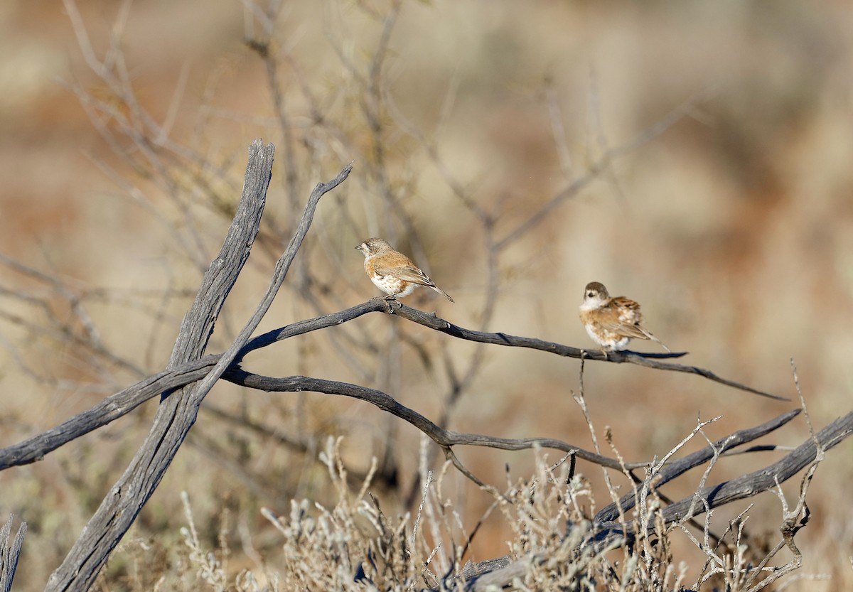 Chestnut-breasted Whiteface - ML622767489