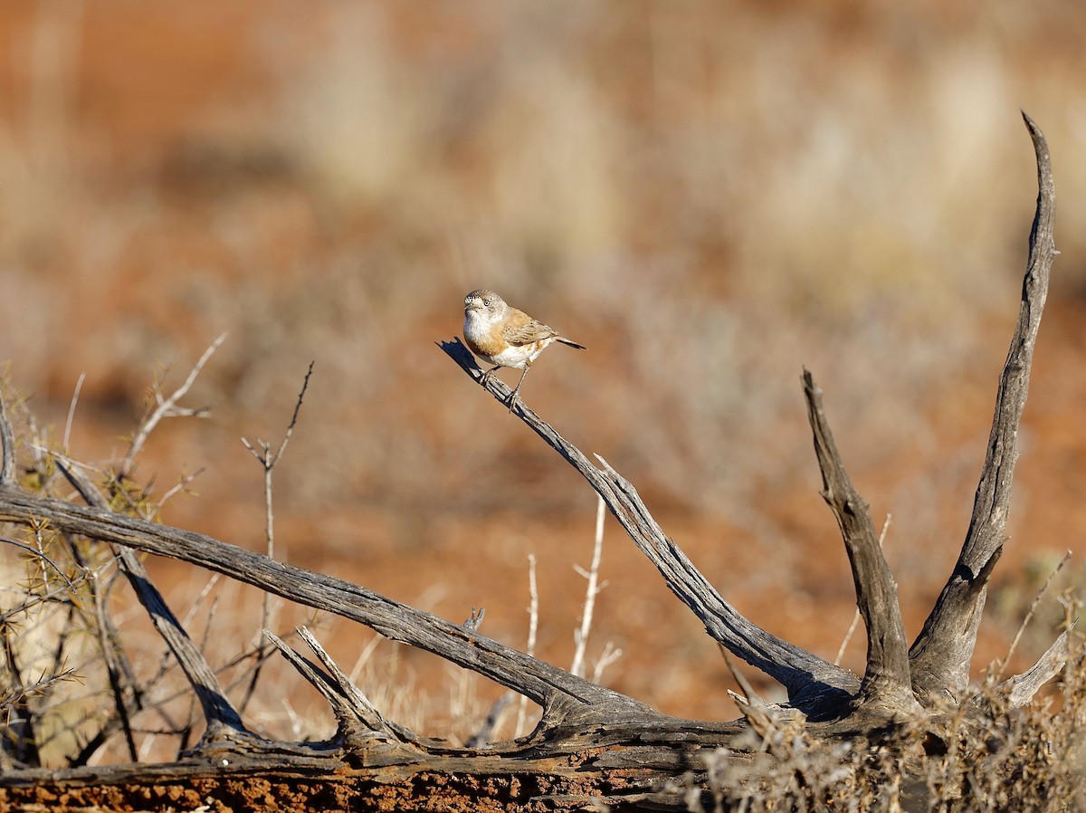Chestnut-breasted Whiteface - ML622767490