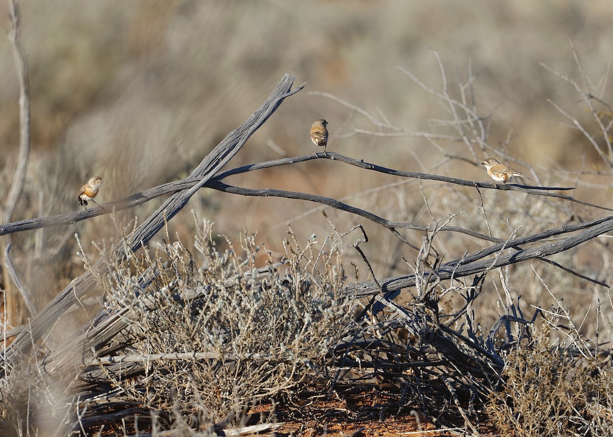 Chestnut-breasted Whiteface - ML622767491