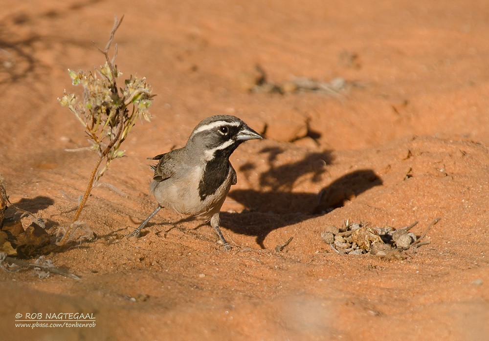 Black-throated Sparrow - Rob Nagtegaal