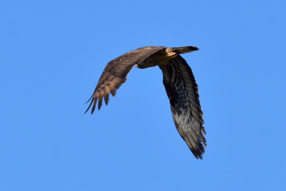 European Honey-buzzard - João Ferreira da Silva