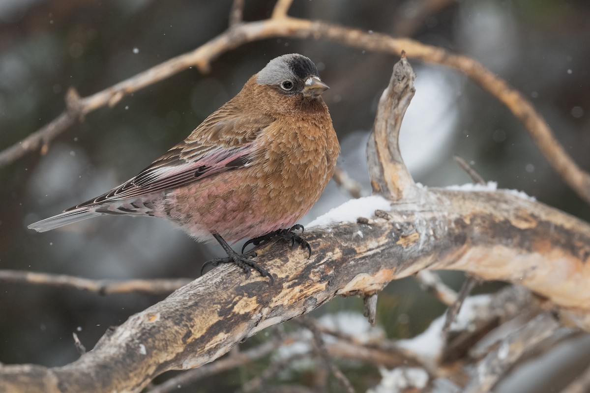 Gray-crowned Rosy-Finch (Gray-crowned) - ML622767510