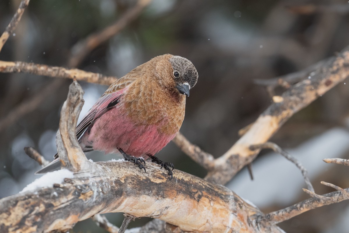 Brown-capped Rosy-Finch - ML622767515