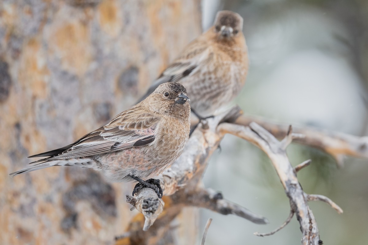 Brown-capped Rosy-Finch - ML622767516