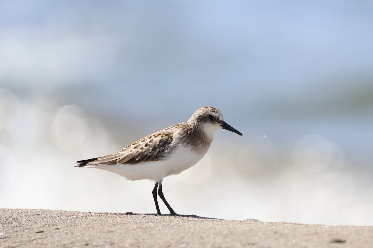 Bécasseau sanderling - ML622767518