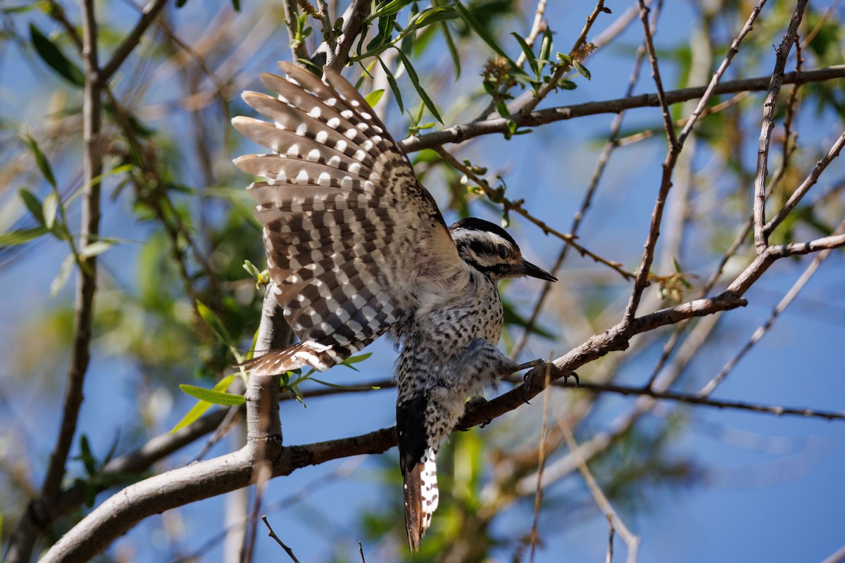 Ladder-backed Woodpecker - ML622767548