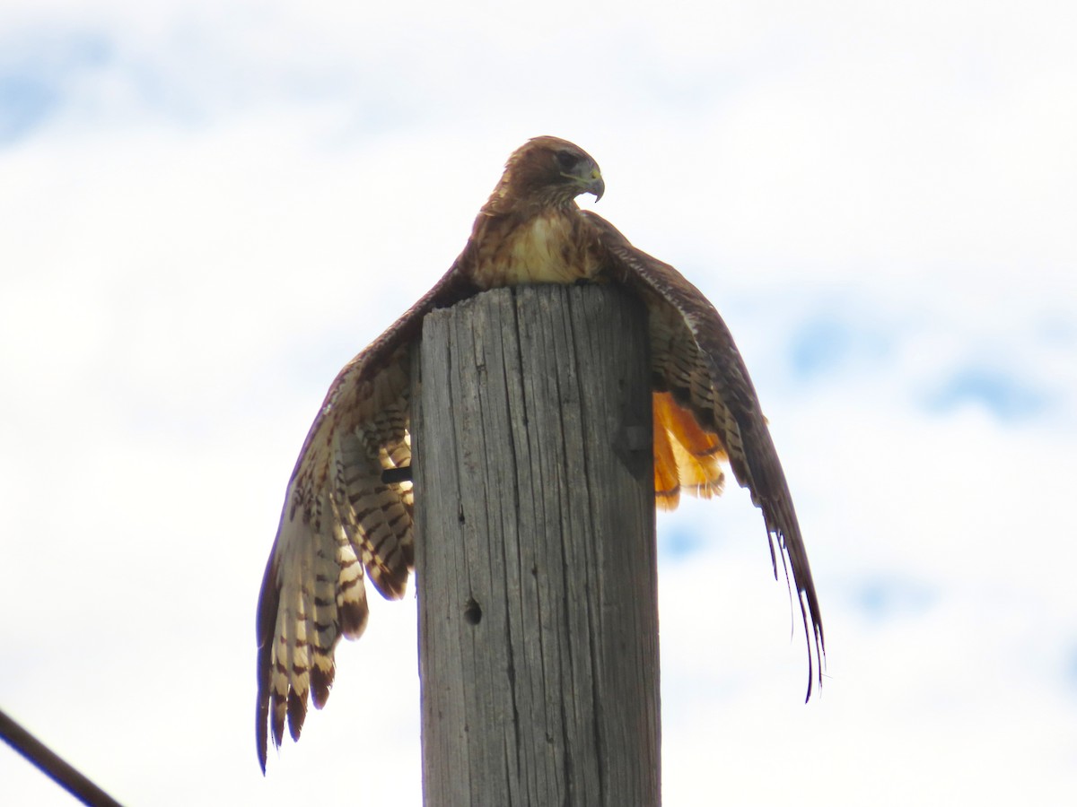 Red-tailed Hawk - ML622767564