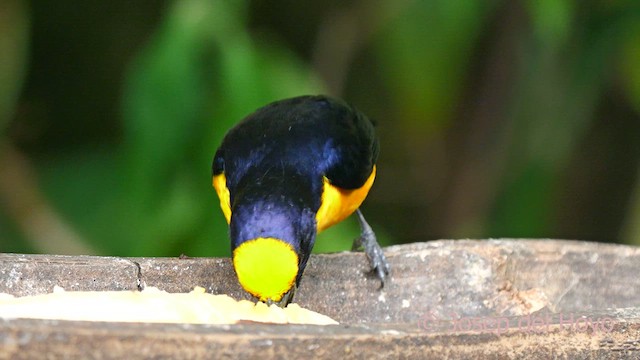 Thick-billed Euphonia (Black-tailed) - ML622767567