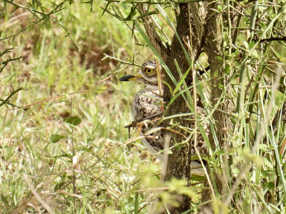 Spotted Thick-knee - ML622767593