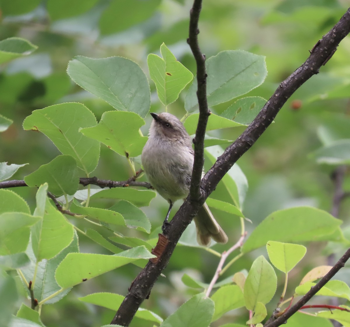 Bushtit - ML622767604